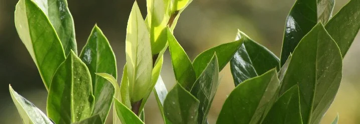 Grüne Blätter einer Pflanze